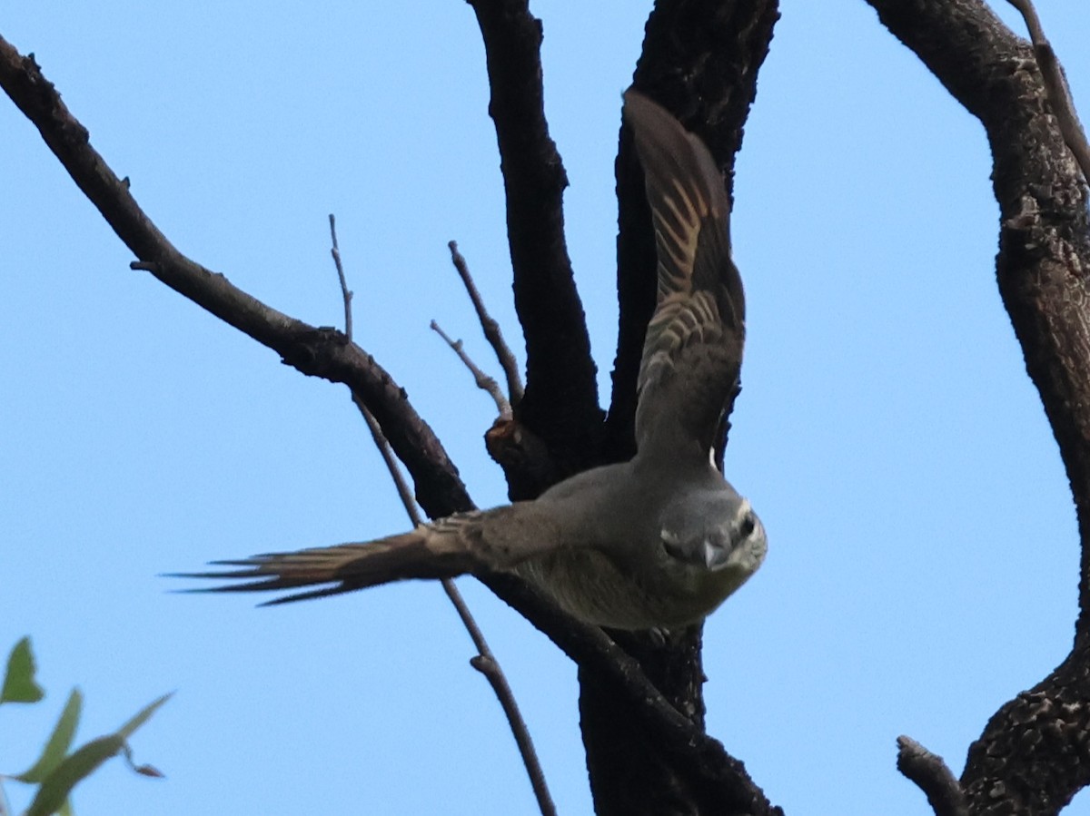 Sahul Cicadabird - ML645934928