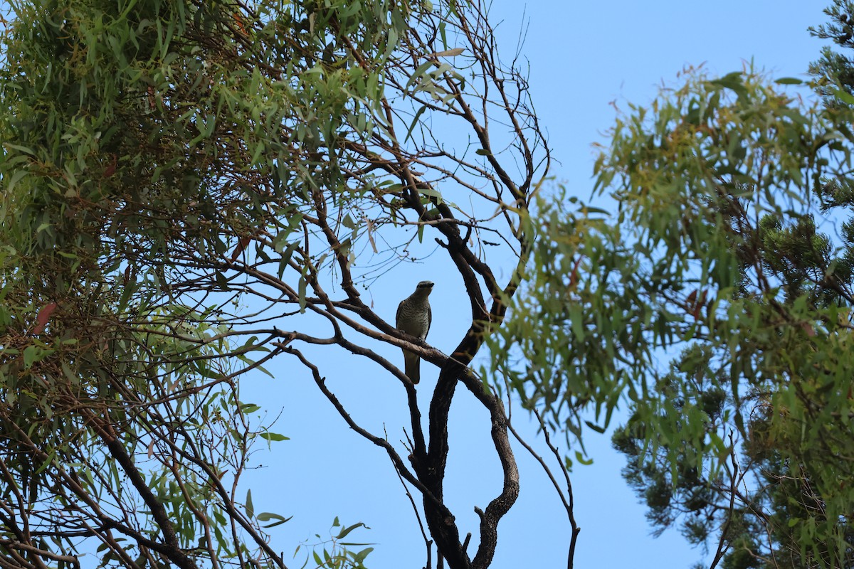 Sahul Cicadabird - ML645934929