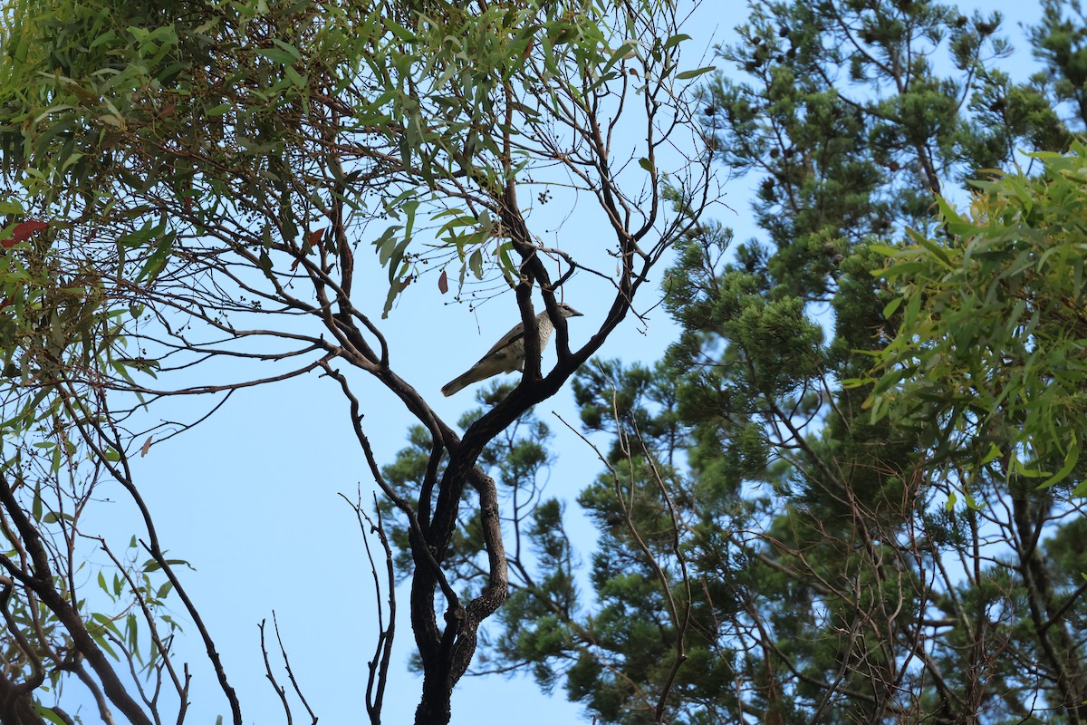 Sahul Cicadabird - ML645934930