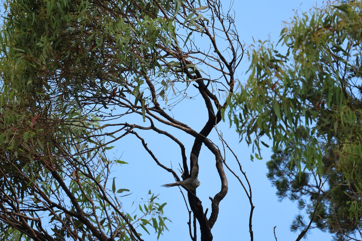 Sahul Cicadabird - ML645934931