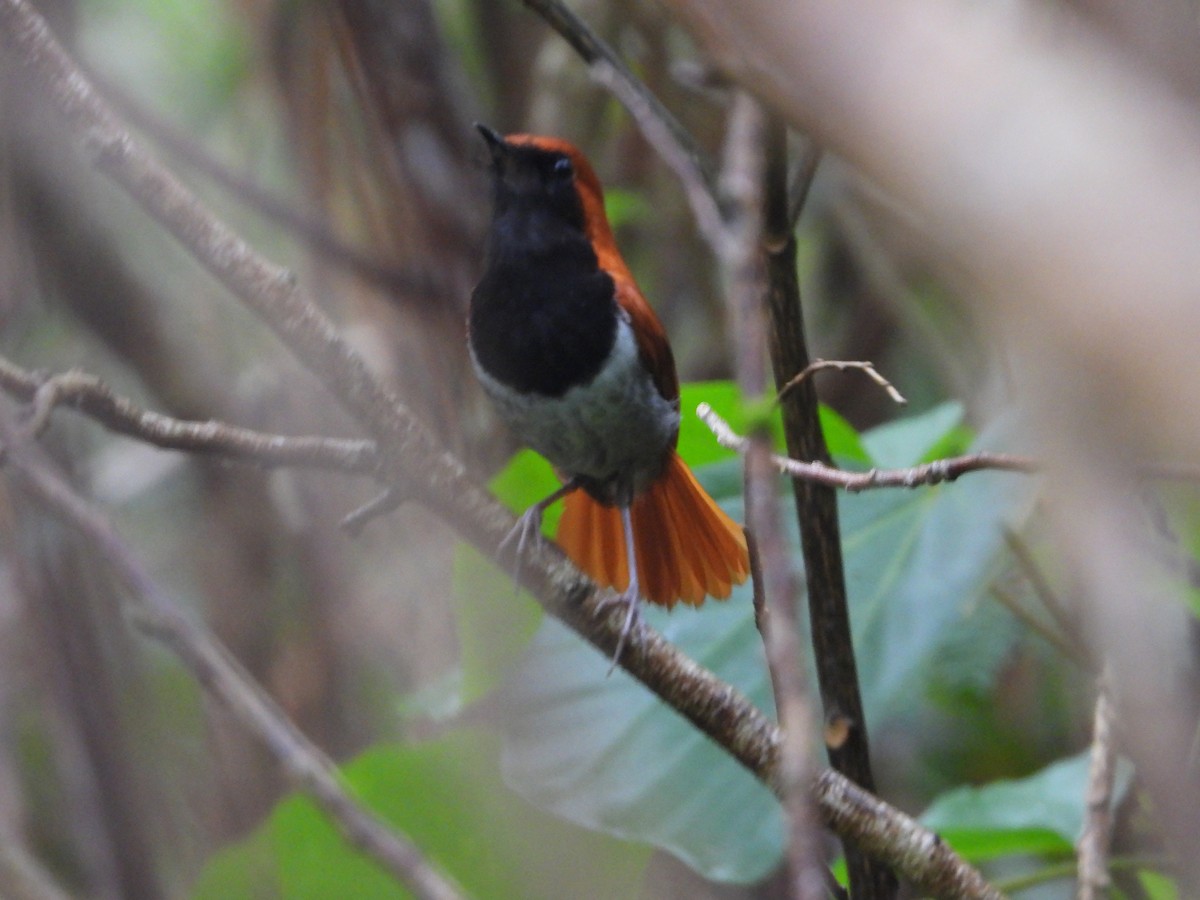 Okinava Bülbülü - ML645934969