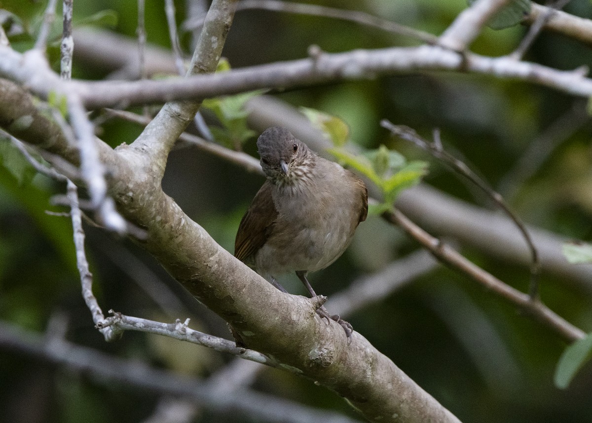 Pale-breasted Thrush - ML645934970