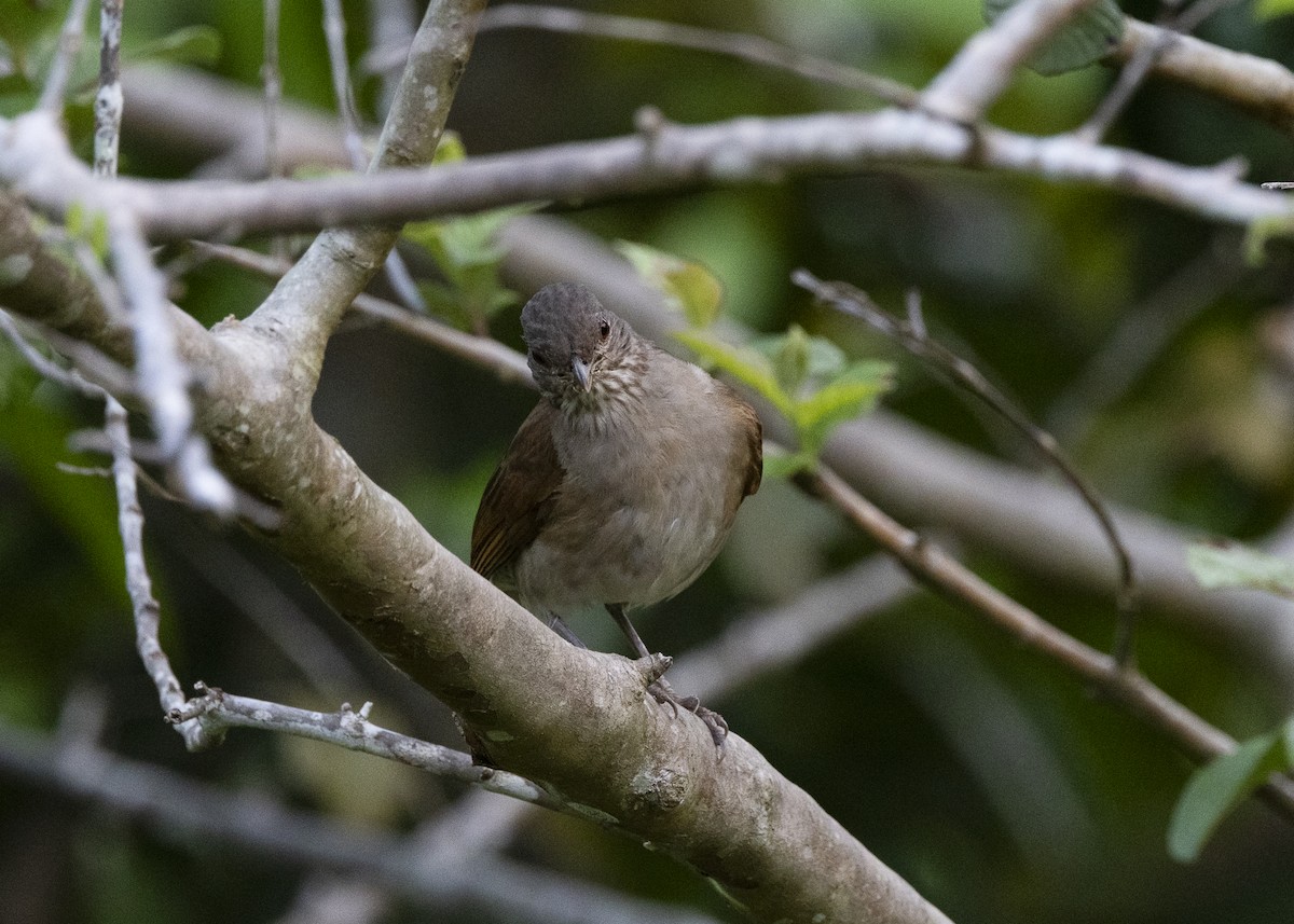 Pale-breasted Thrush - ML645934971