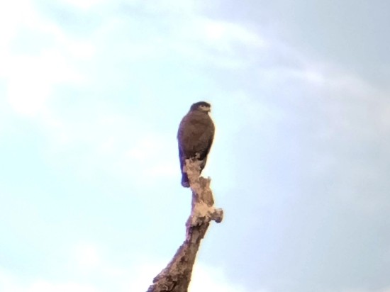 Culebrera Chiíla - ML645934975