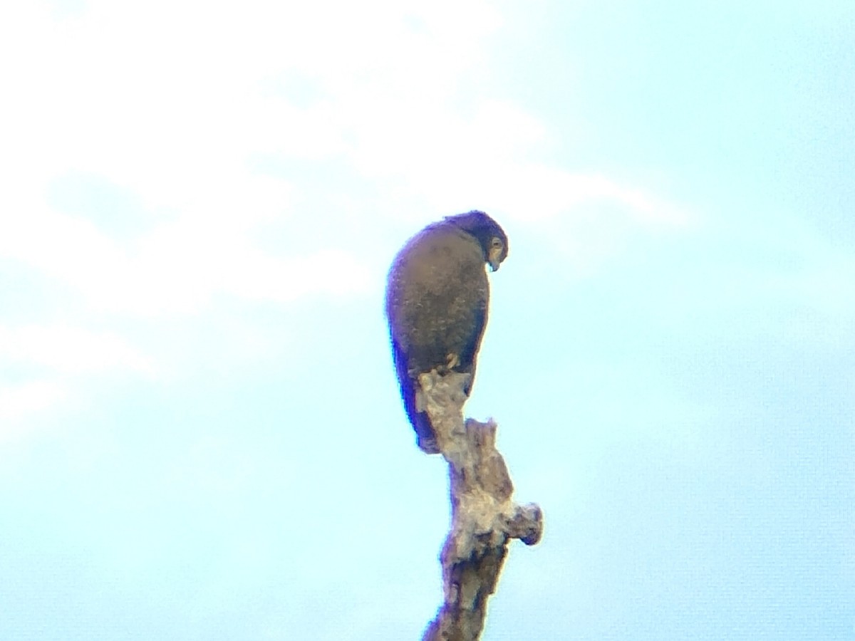 Culebrera Chiíla - ML645934976