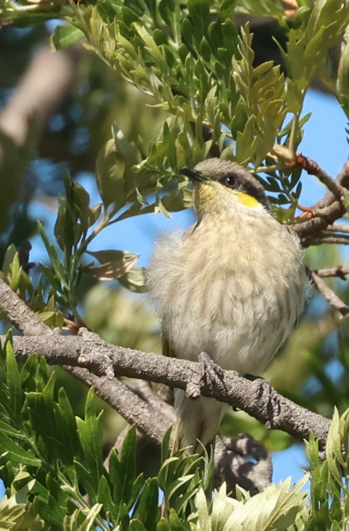 Singing Honeyeater - ML645934986