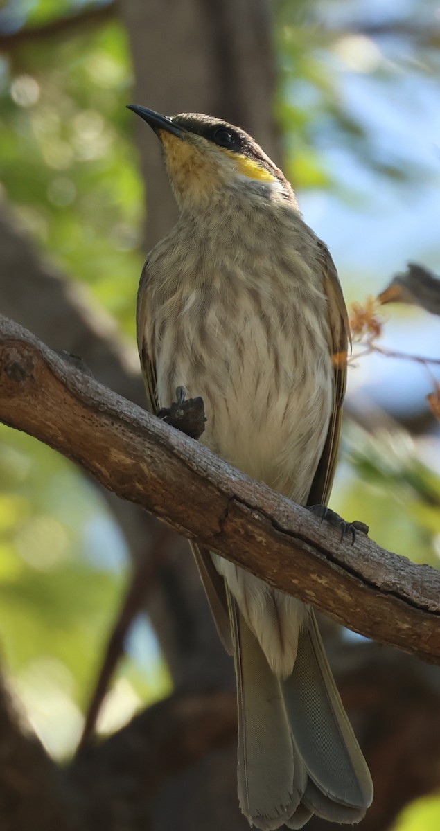 Singing Honeyeater - ML645934987