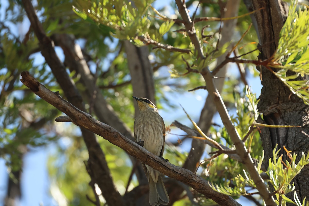 Singing Honeyeater - ML645934988