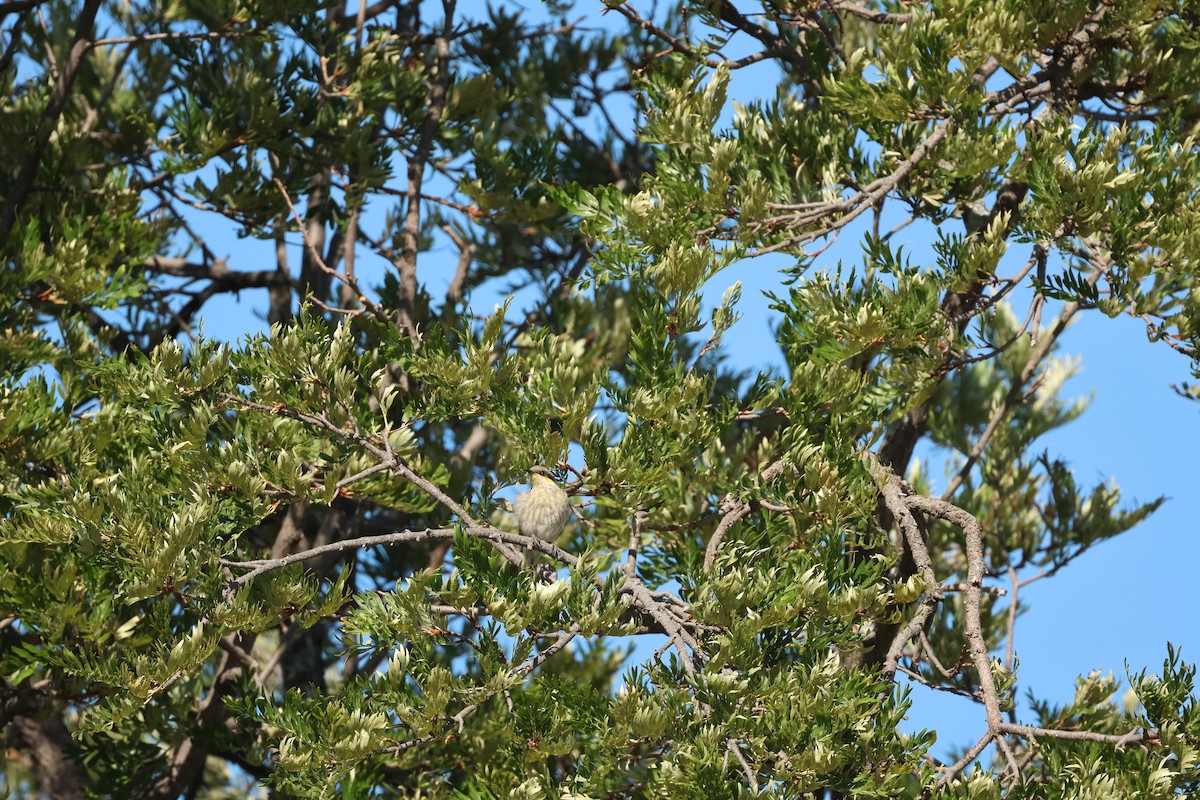 Singing Honeyeater - ML645934989
