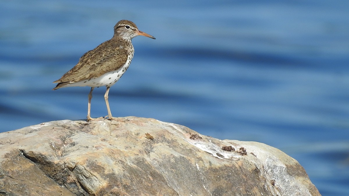 Spotted Sandpiper - ML645934991