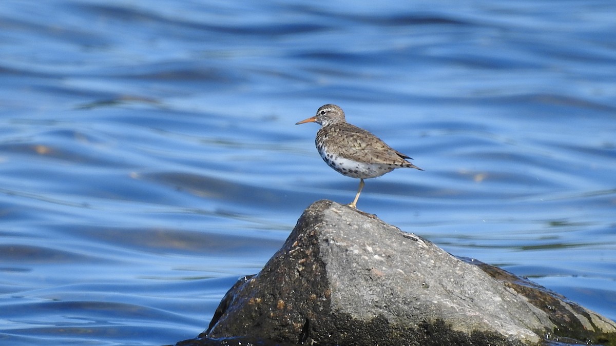 Spotted Sandpiper - ML645934992