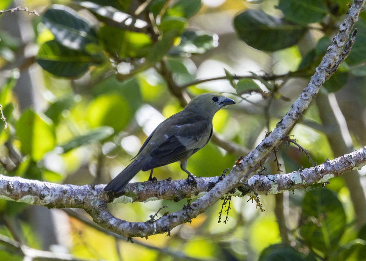 palmetanagar - ML645935034