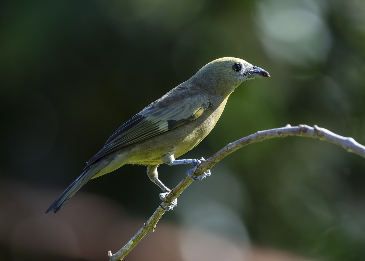 palmetanagar - ML645935035