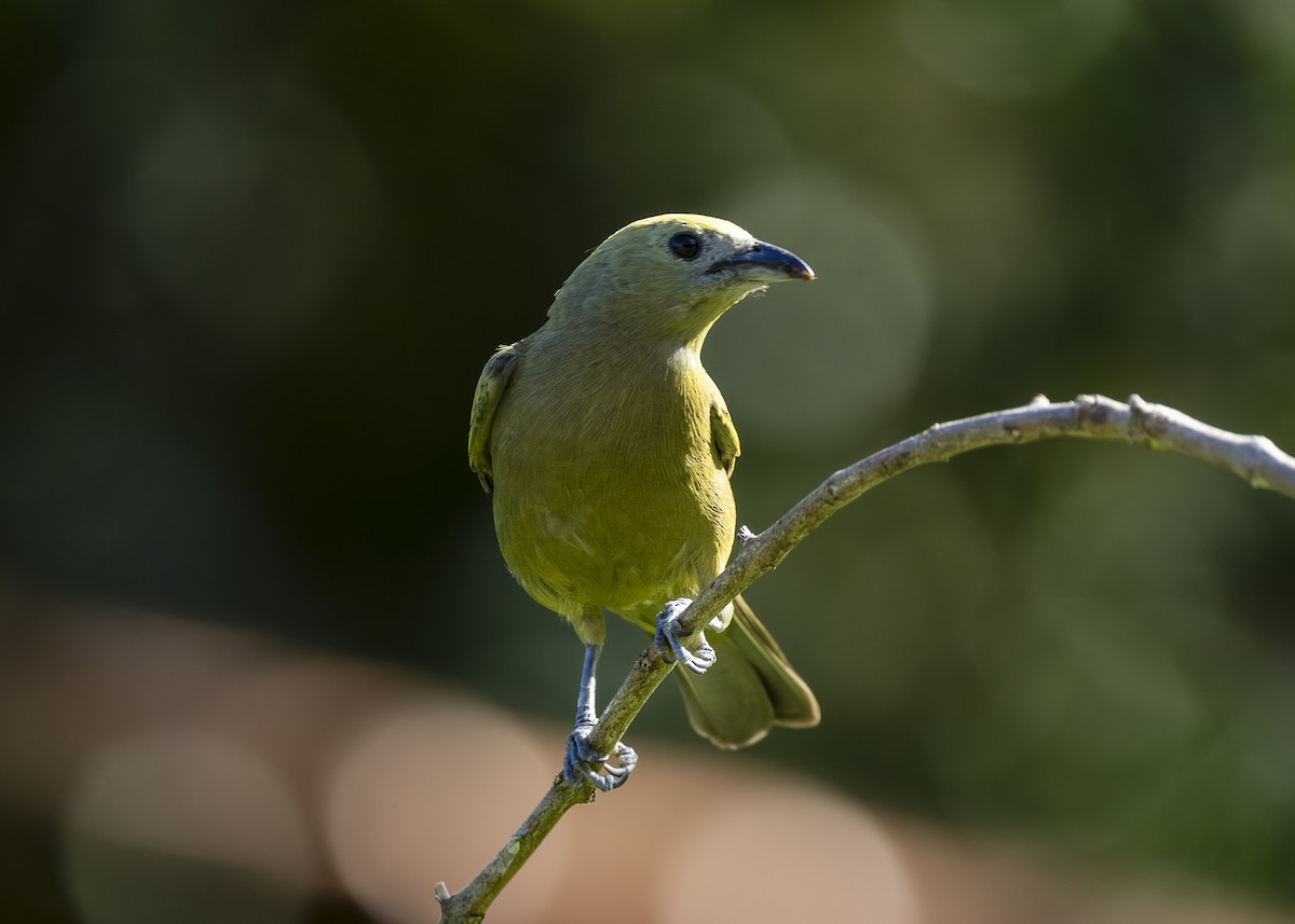 palmetanagar - ML645935036