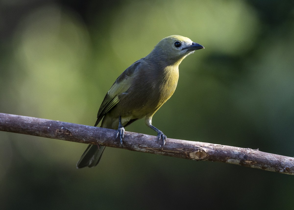 palmetanagar - ML645935037