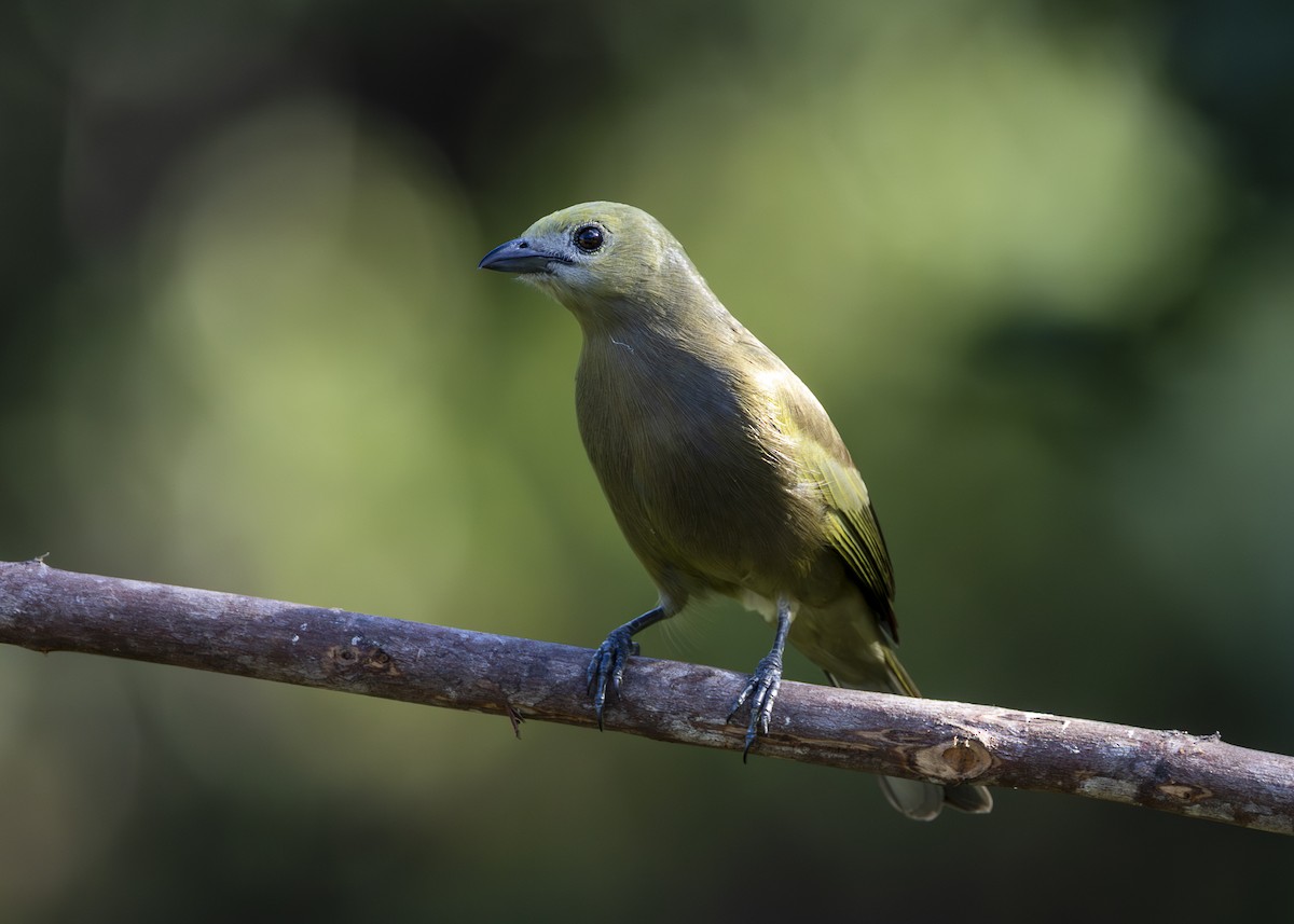 palmetanagar - ML645935038