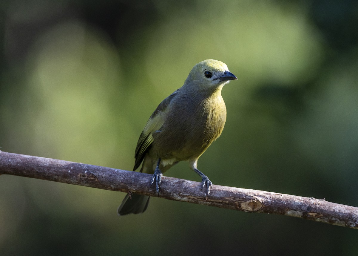 palmetanagar - ML645935039