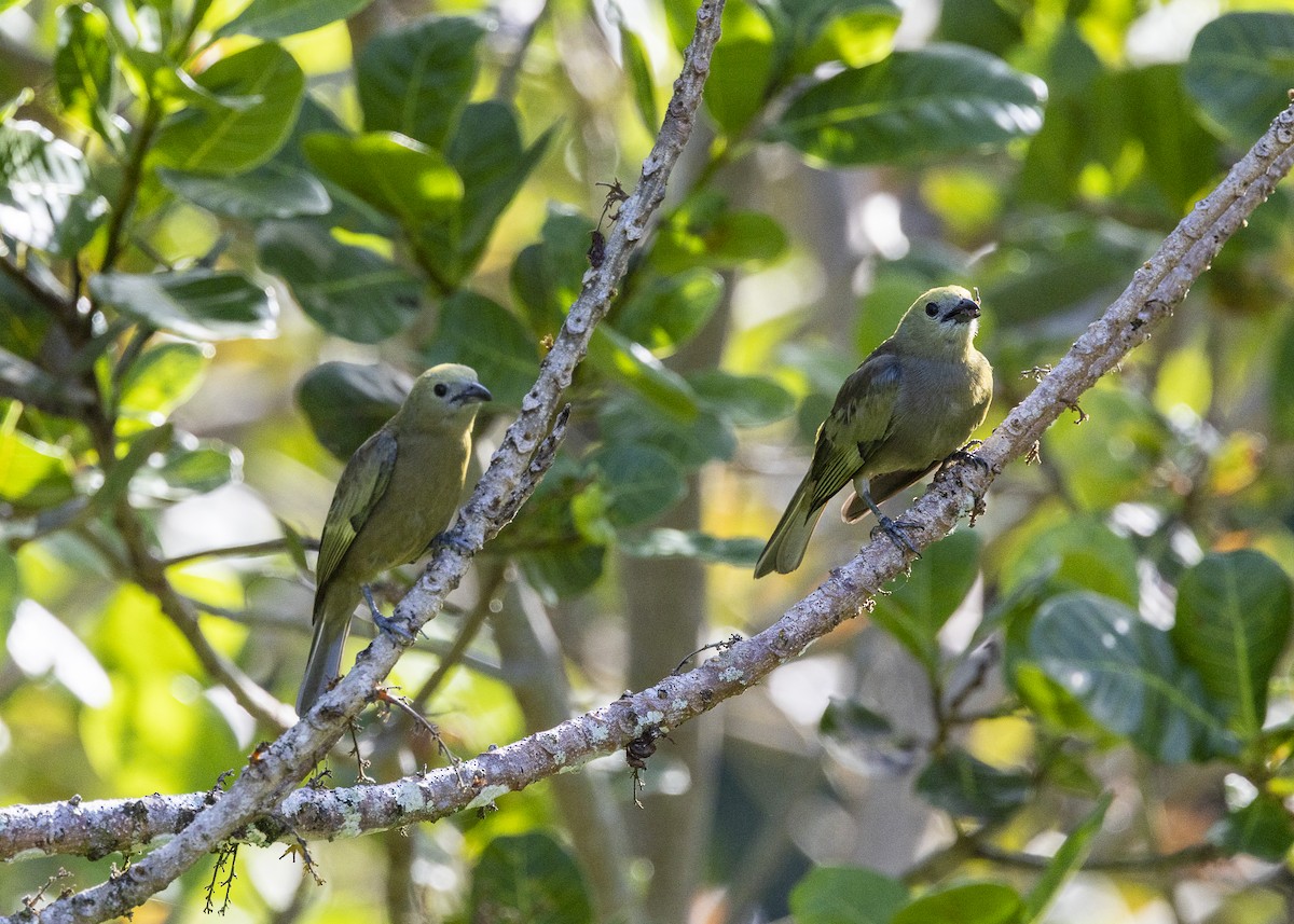 palmetanagar - ML645935040