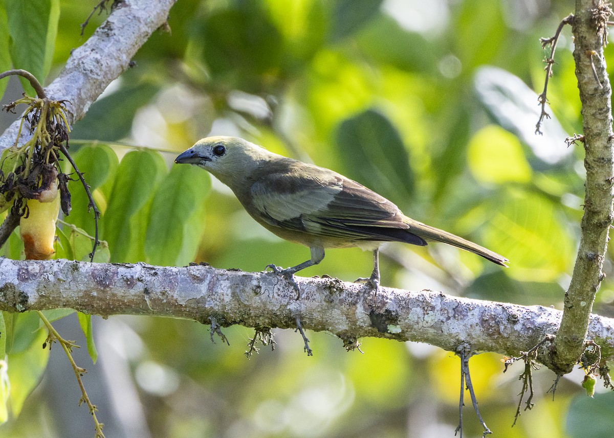 palmetanagar - ML645935041