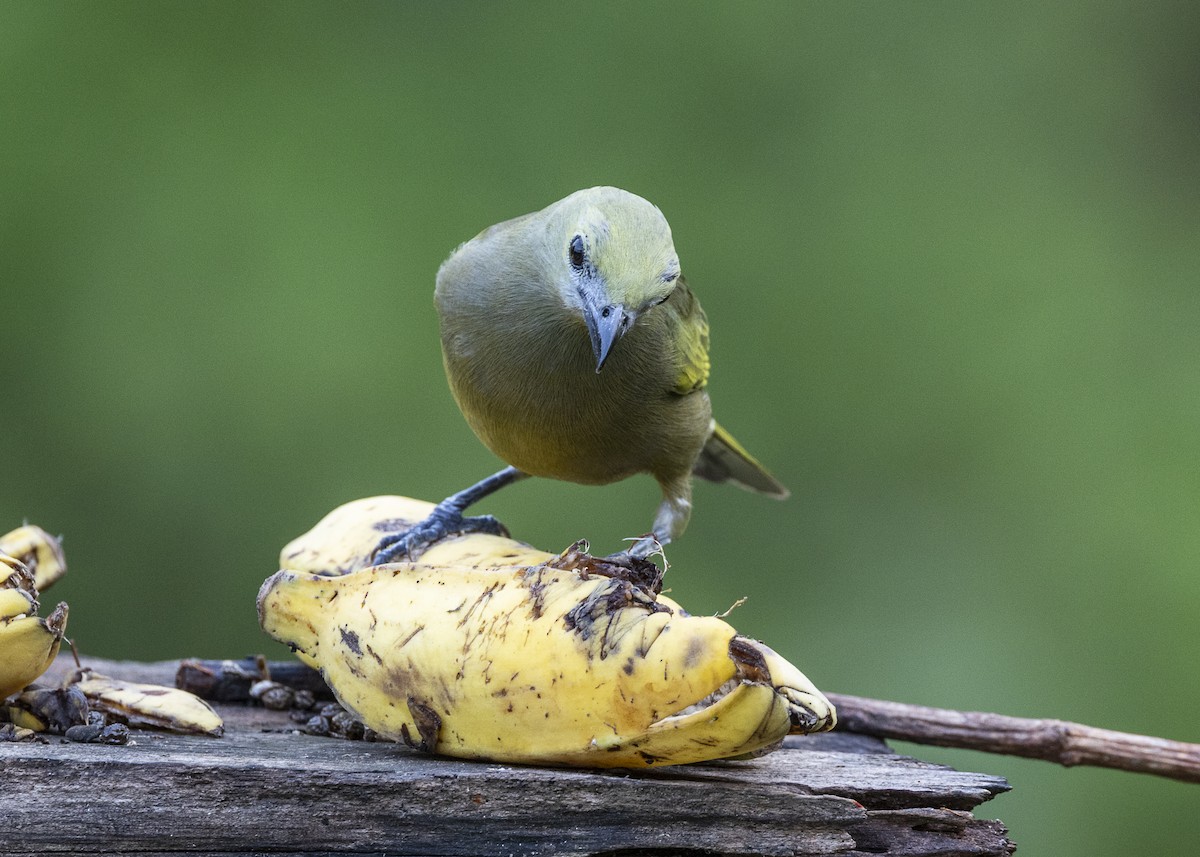 palmetanagar - ML645935042