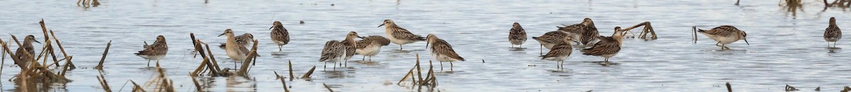 Sharp-tailed Sandpiper - ML645935058
