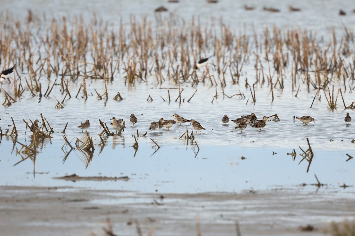 Sharp-tailed Sandpiper - ML645935060