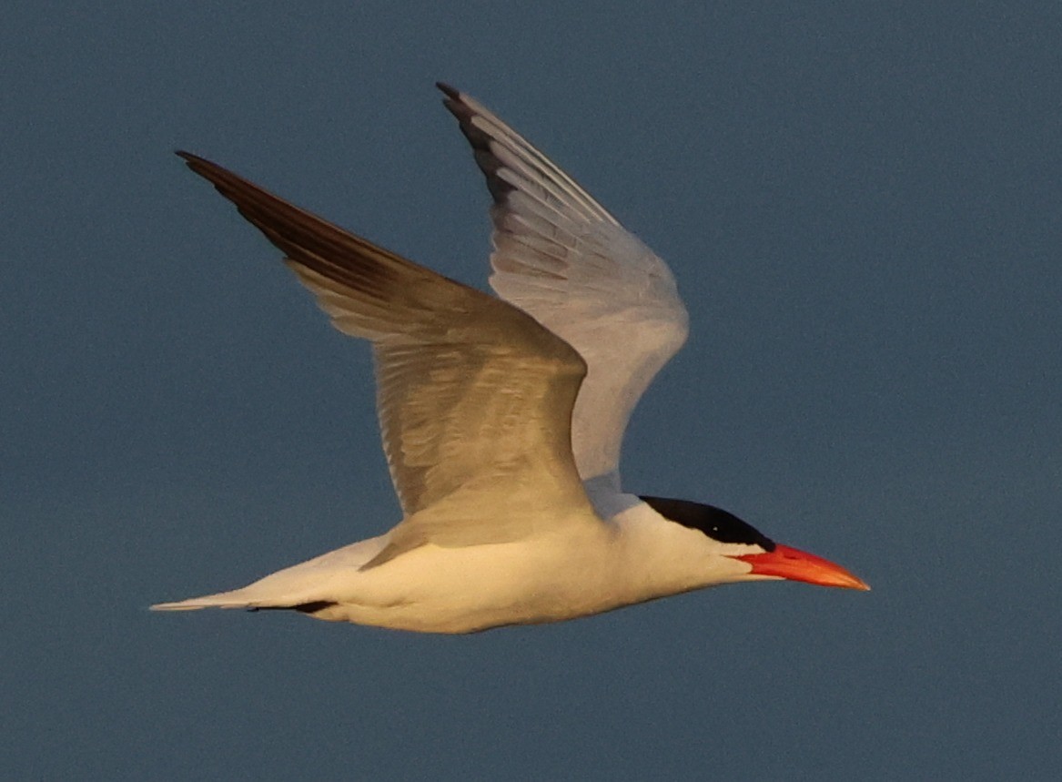 Caspian Tern - ML645935082