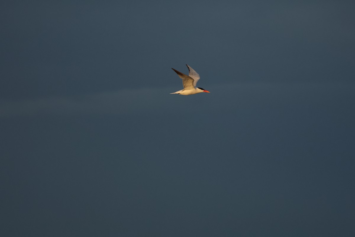 Caspian Tern - ML645935083