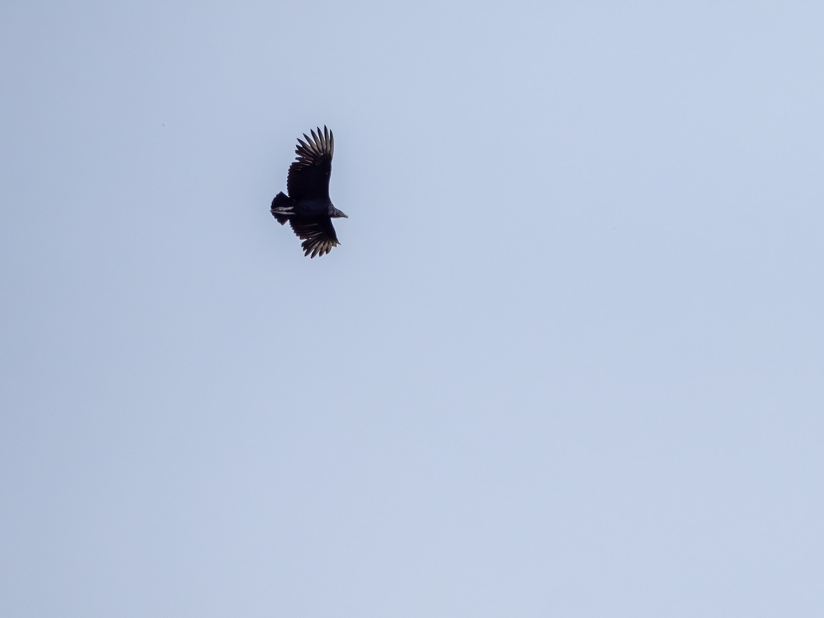 Катарта чорна - ML645935098