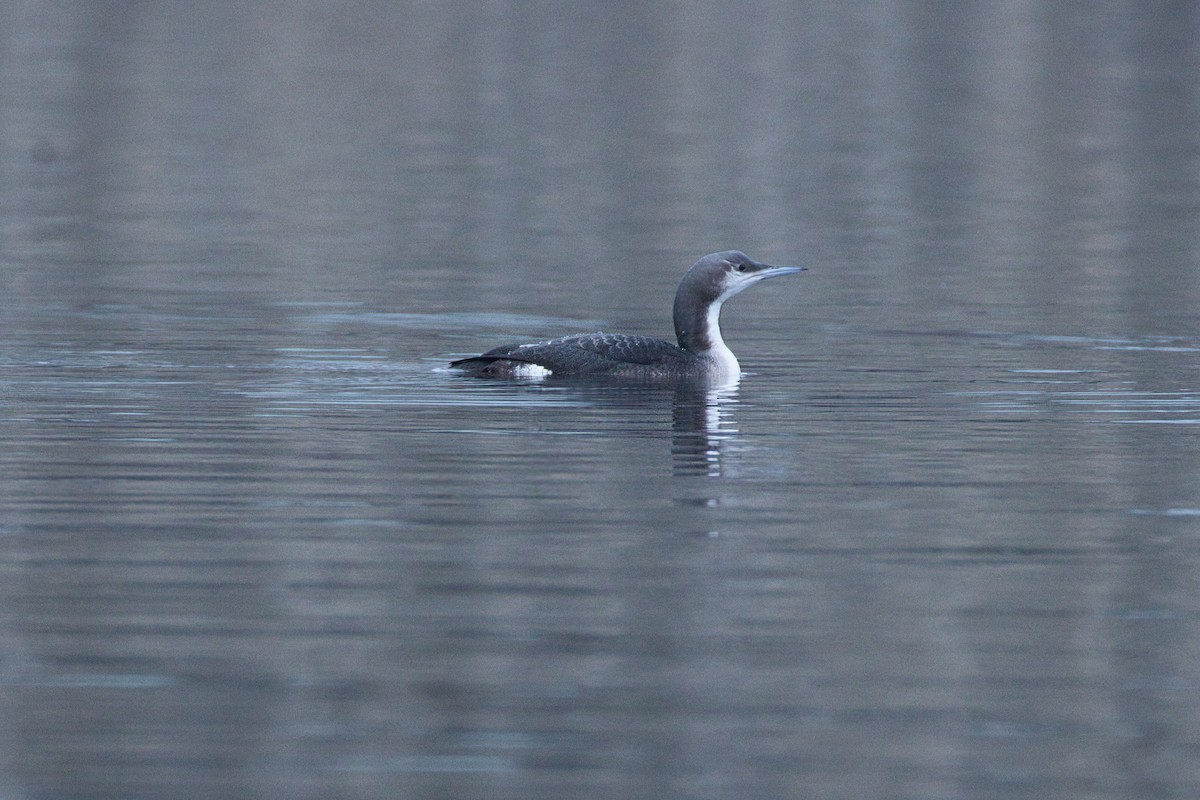 Kara Gerdanlı Dalgıç - ML645935108