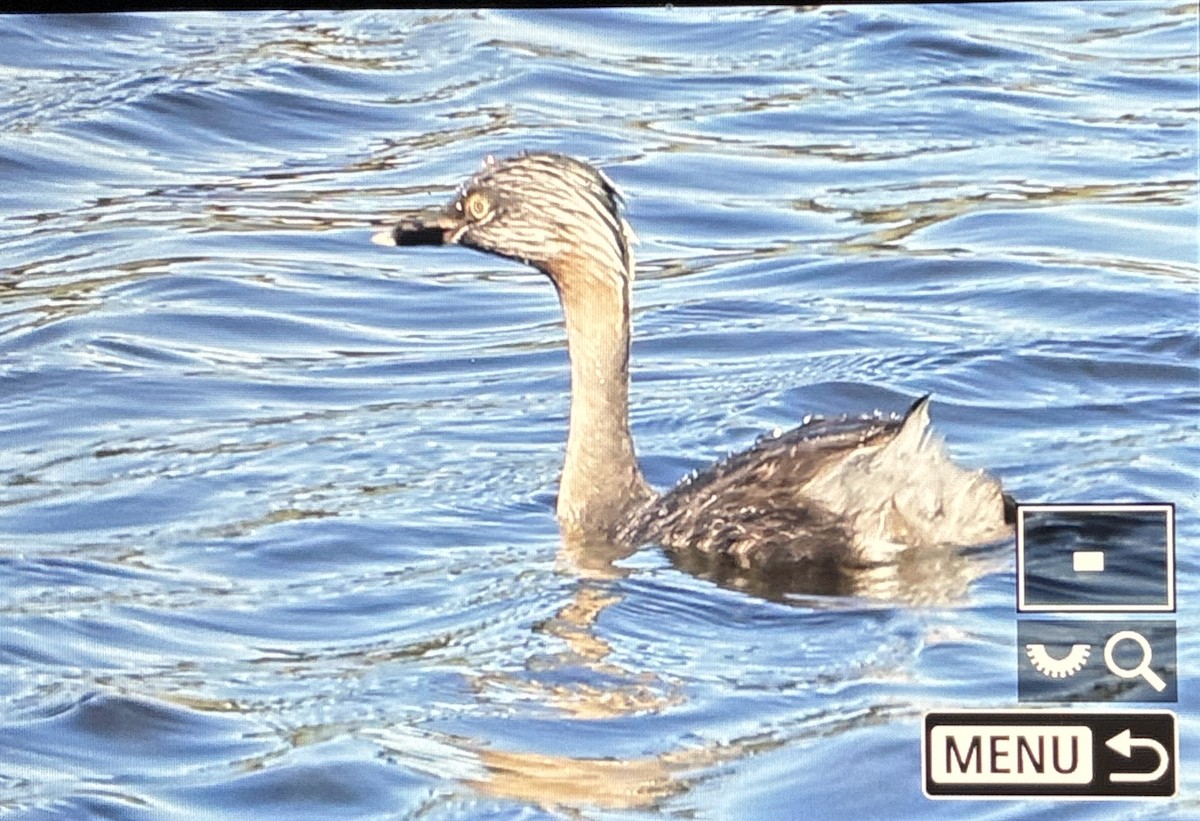 Hoary-headed Grebe - ML645935129