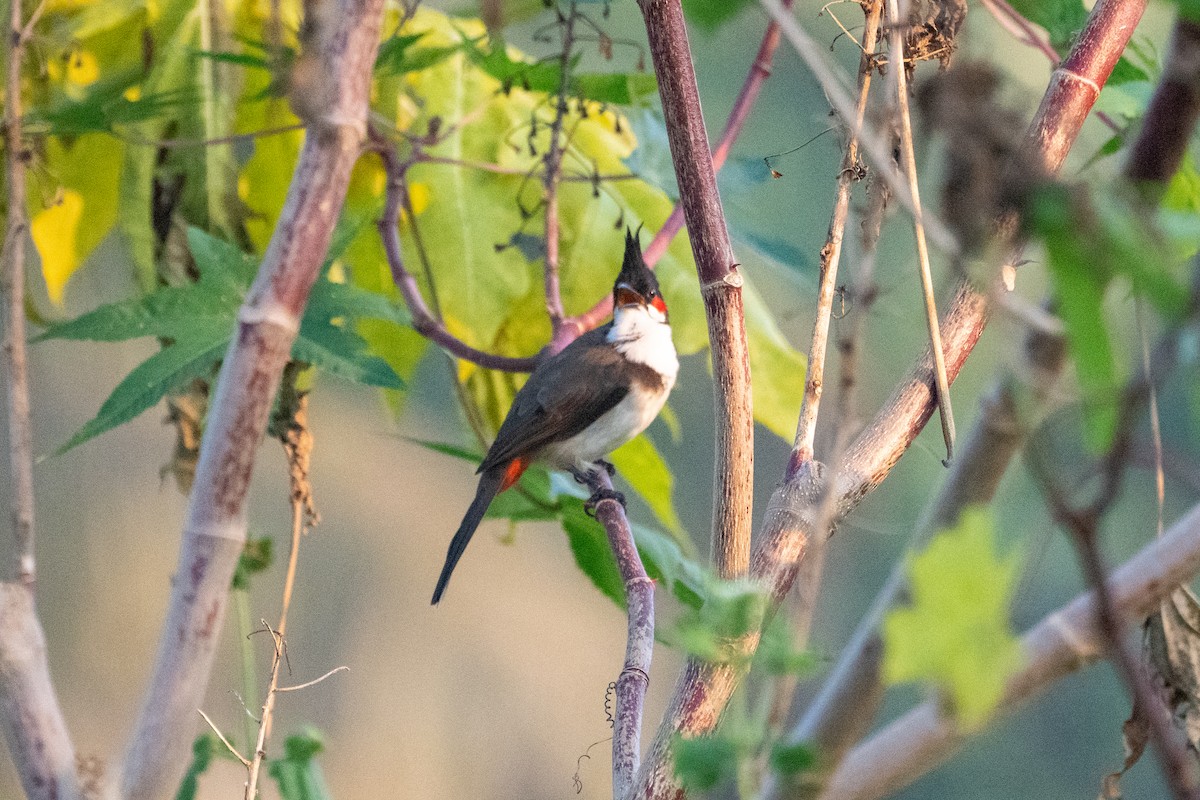 Red-whiskered Bulbul - ML645935130