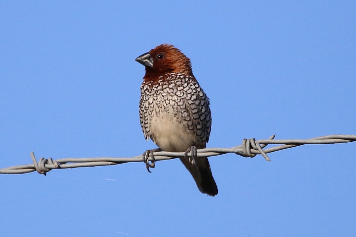 מוניה מפוספסת-חזה - ML645935132