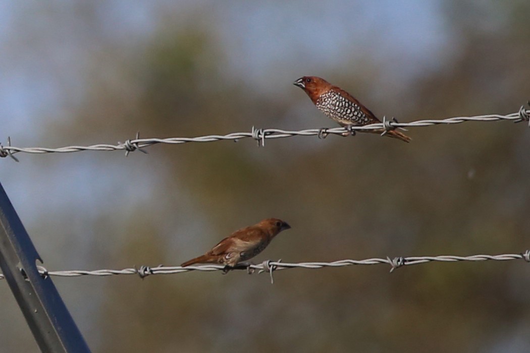 מוניה מפוספסת-חזה - ML645935133