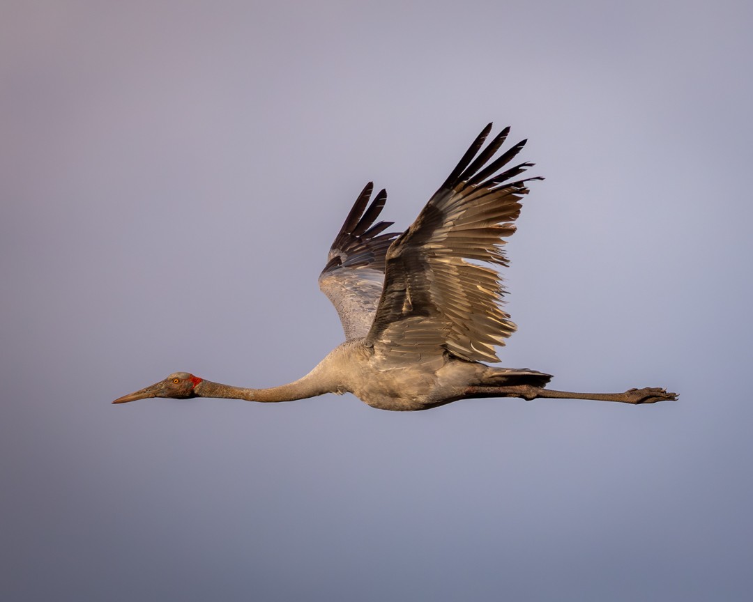 Brolga - ML645935165