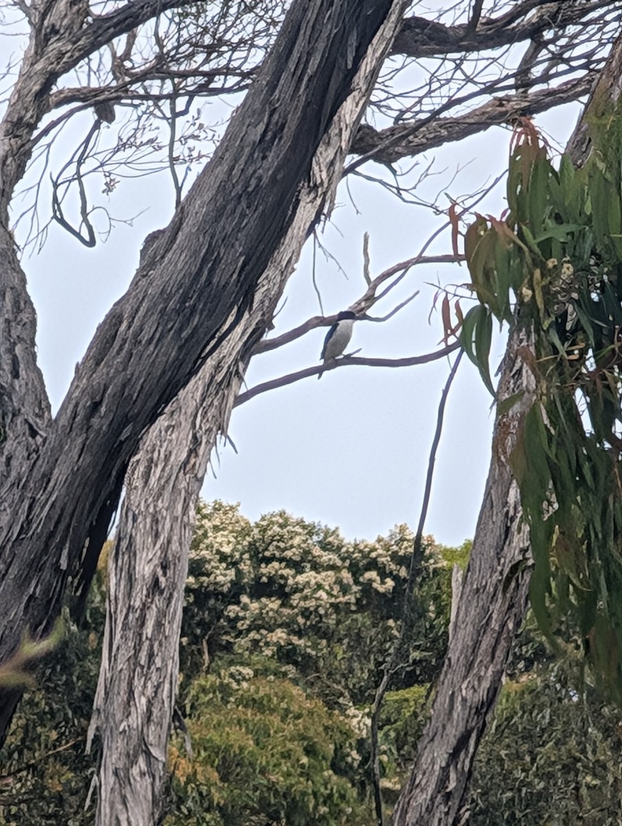 Forest Kingfisher - ML645935167