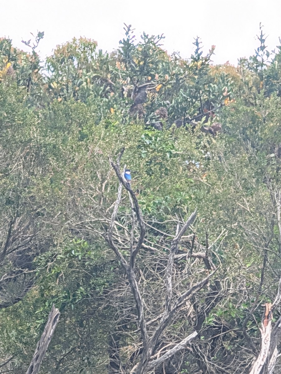 Forest Kingfisher - ML645935168