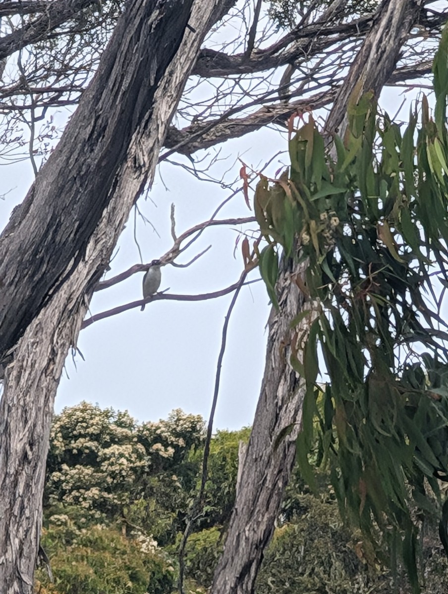 Forest Kingfisher - ML645935172