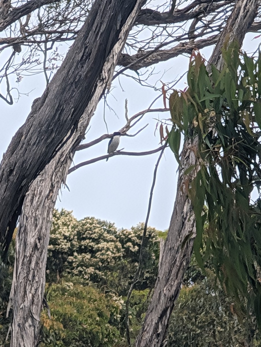 Forest Kingfisher - ML645935173