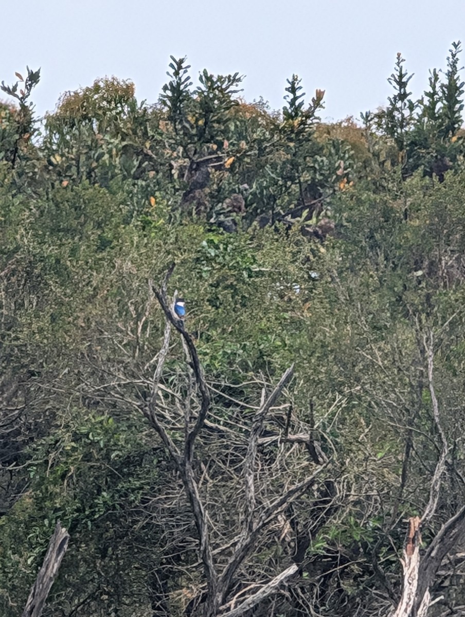 Forest Kingfisher - ML645935175