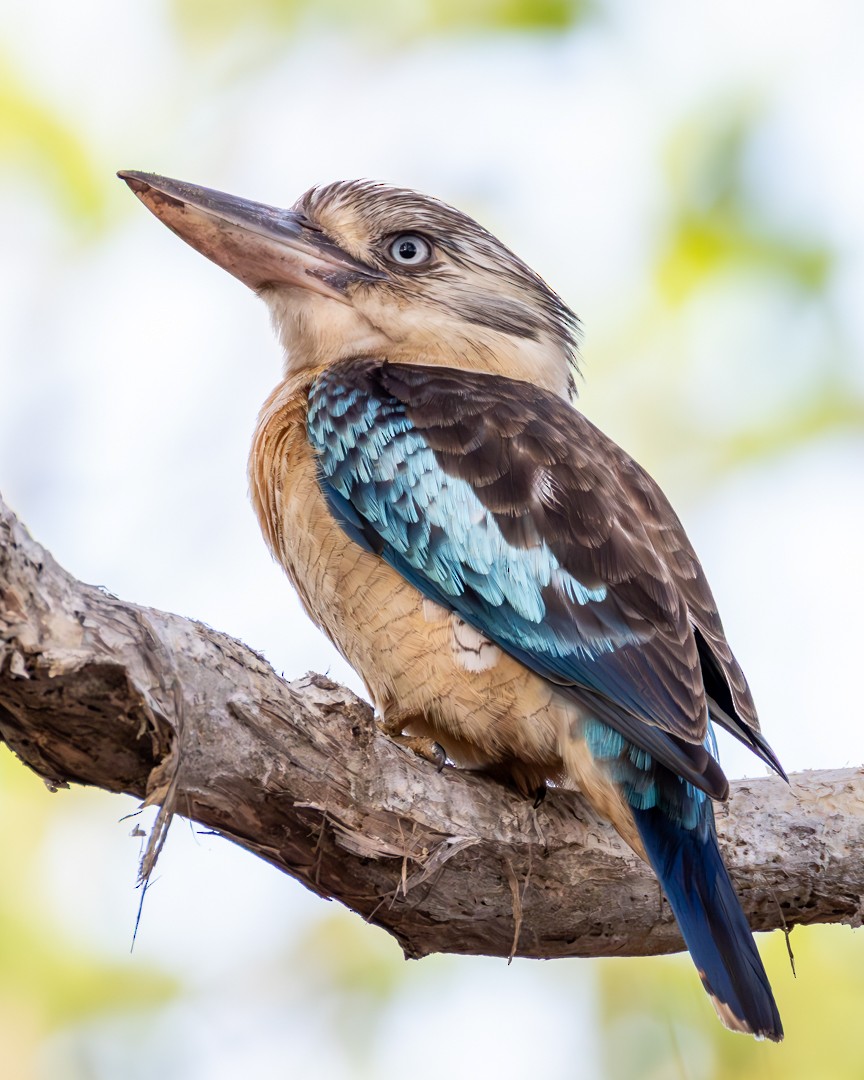 Blue-winged Kookaburra - ML645935183