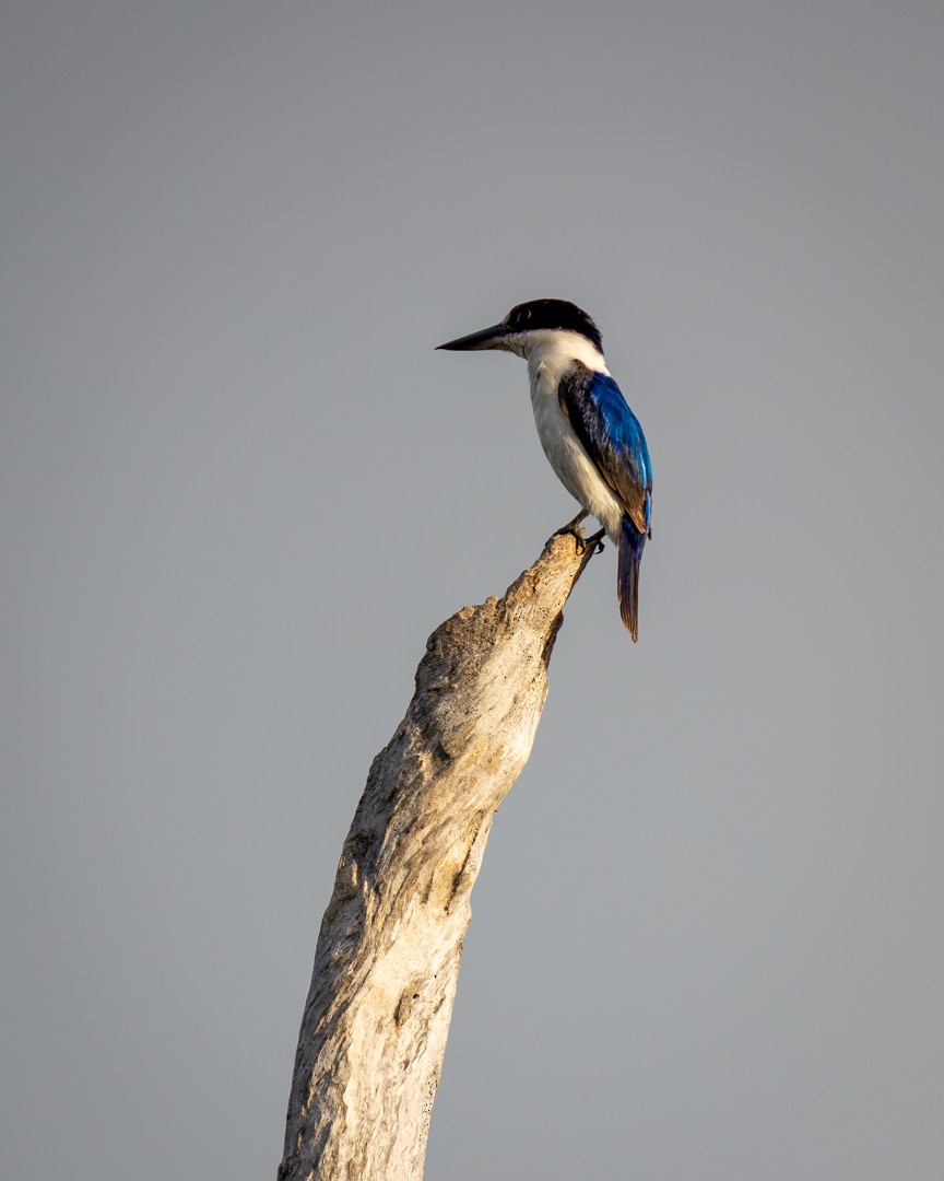 Forest Kingfisher - ML645935186
