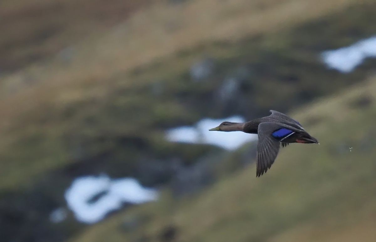 American Black Duck - ML645935201