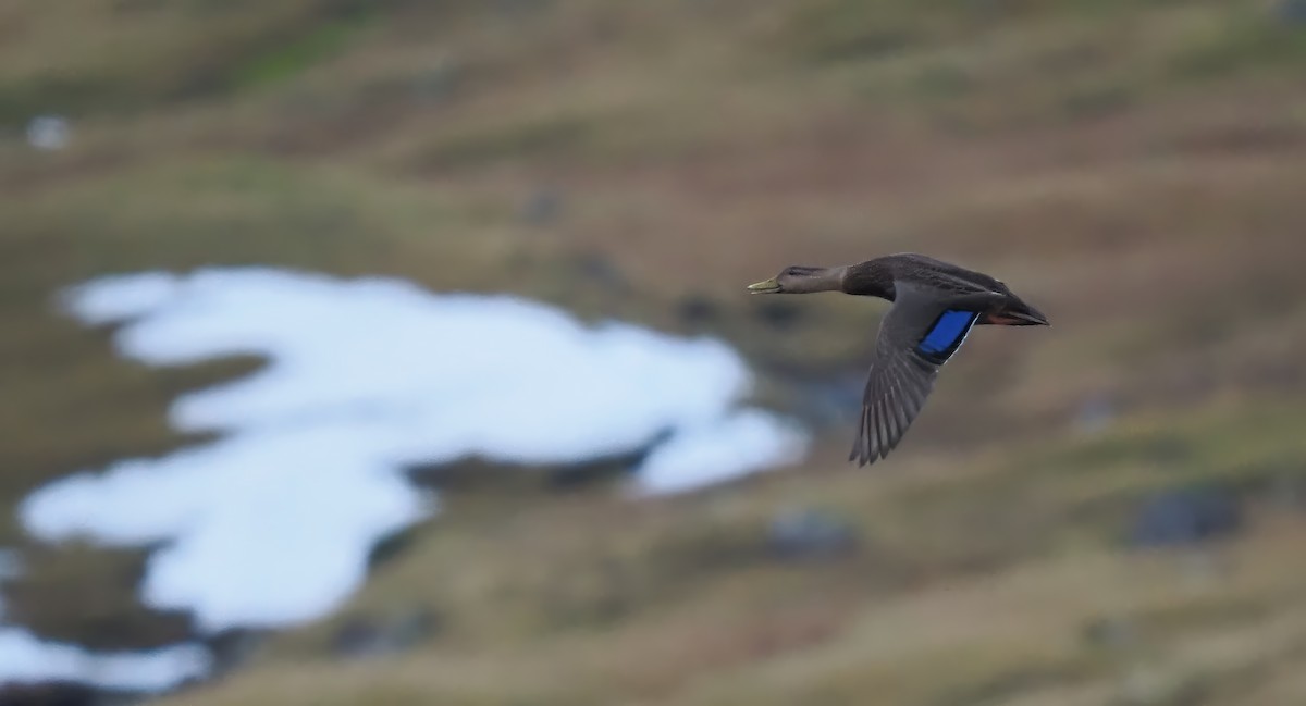 American Black Duck - ML645935202