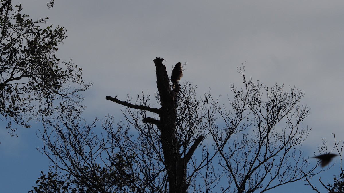 Common Buzzard - ML645935204