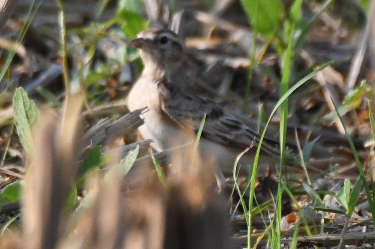 Mongolian Short-toed Lark - ML645935205