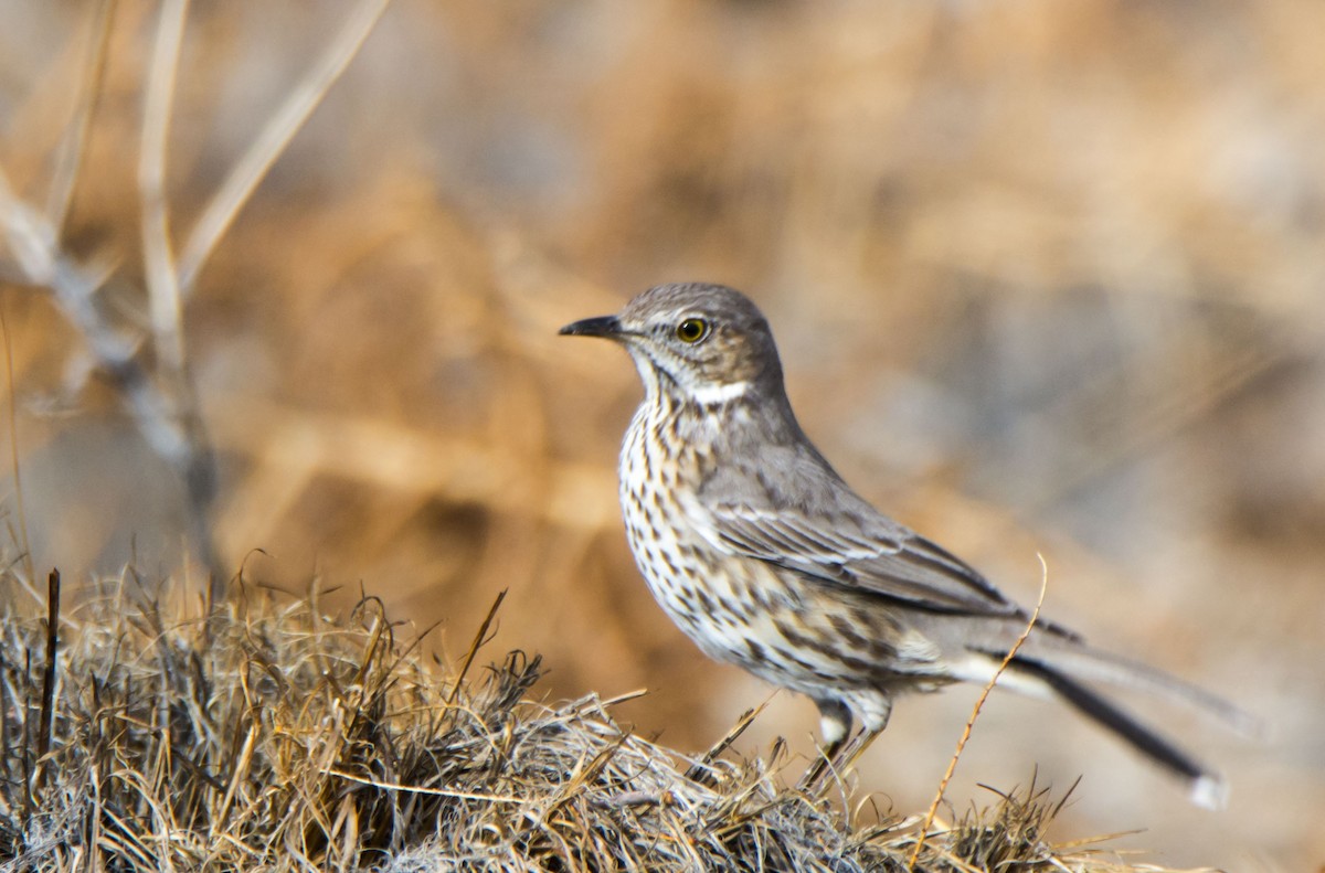 Sage Thrasher - ML645935206