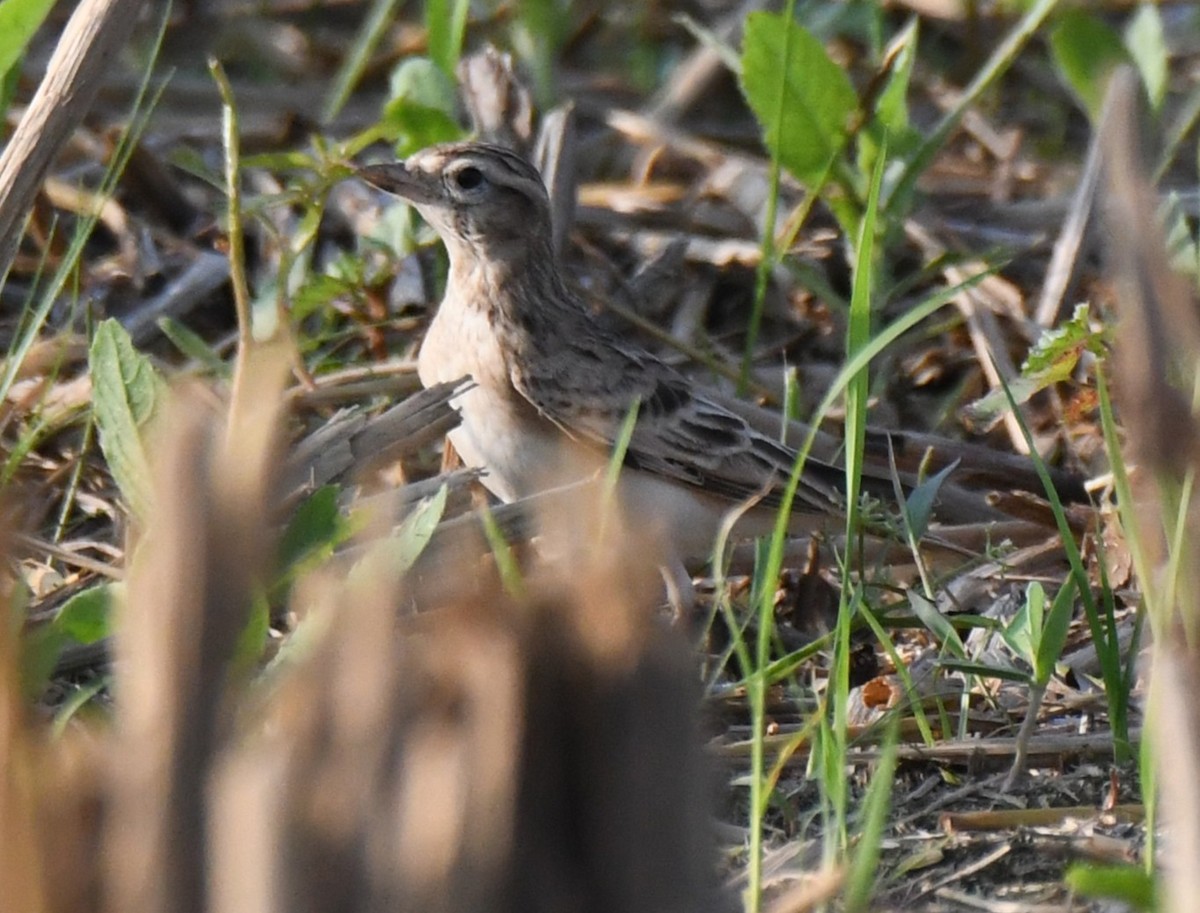 Mongolian Short-toed Lark - ML645935207