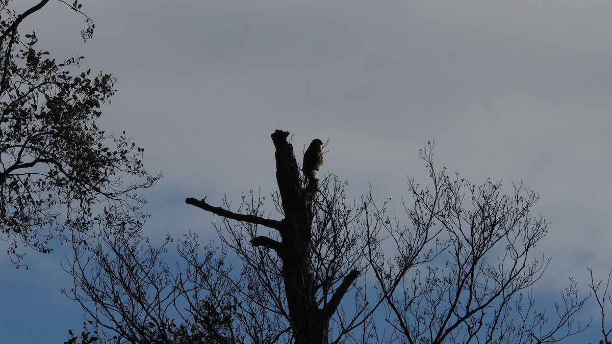 Common Buzzard - ML645935208