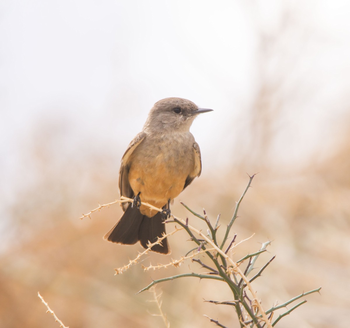 Say's Phoebe - ML645935209